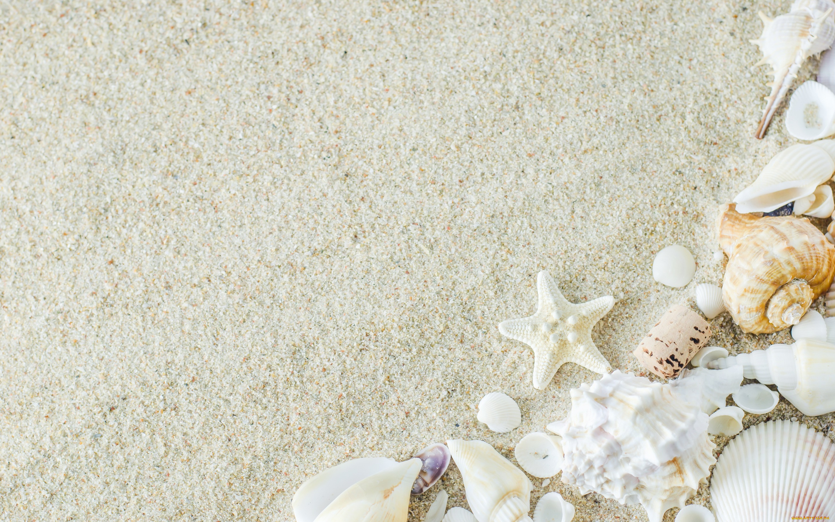 , ,  ,    spa-, , sand, summer, , starfish, marine, beach, seashells, 